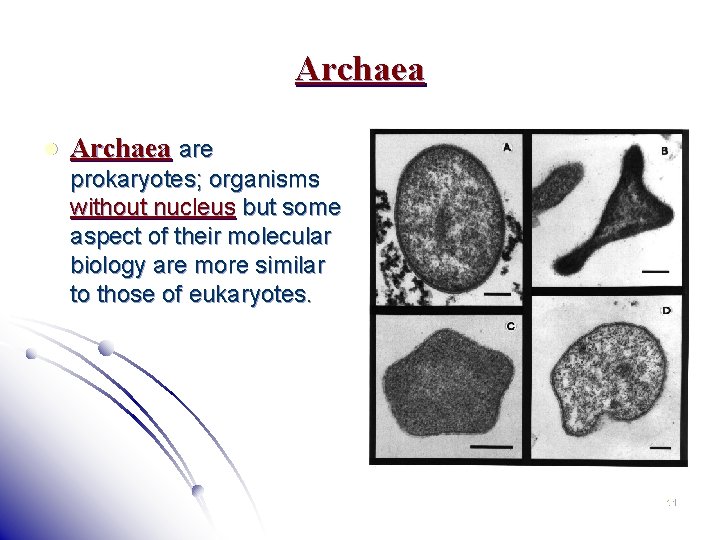 Archaea l Archaea are prokaryotes; organisms without nucleus but some aspect of their molecular