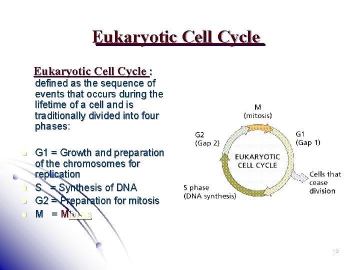 Eukaryotic Cell Cycle : defined as the sequence of events that occurs during the