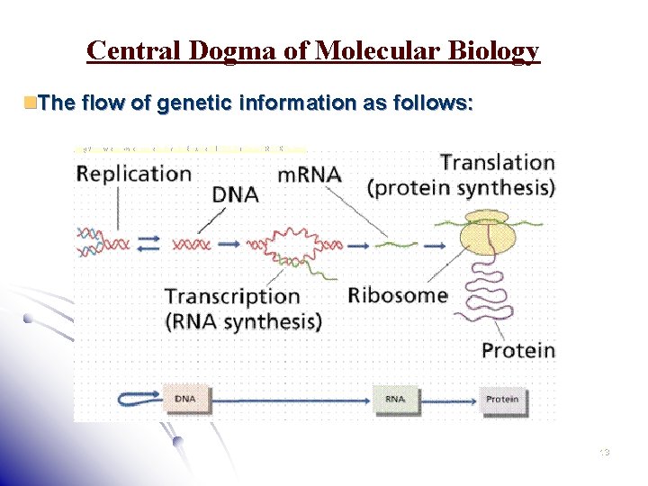 Central Dogma of Molecular Biology n. The flow of genetic information as follows: http: