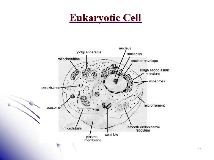 Eukaryotic Cell 15 