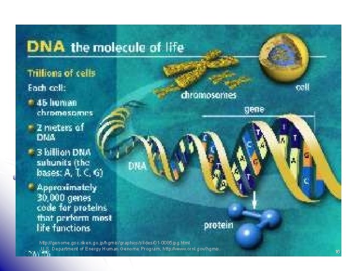 http: //genome. gsc. riken. go. jp/hgmis/graphics/slides/01 -0085 jpg. html U. S. Department of Energy