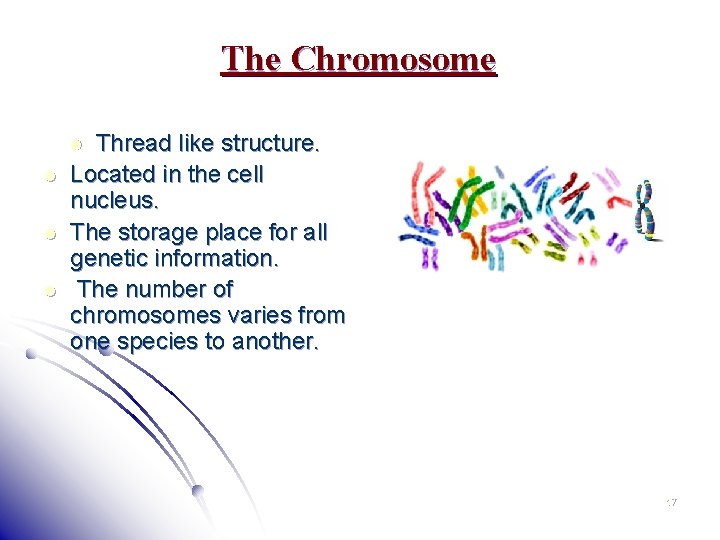 The Chromosome Thread like structure. Located in the cell nucleus. The storage place for