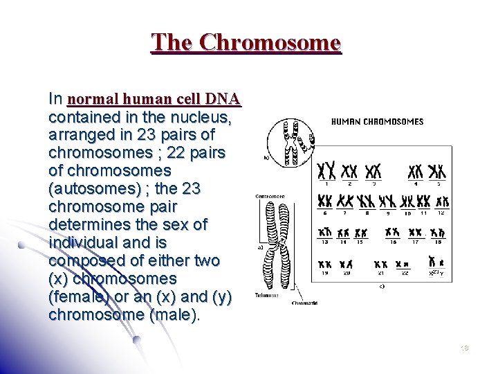 The Chromosome In normal human cell DNA contained in the nucleus, arranged in 23