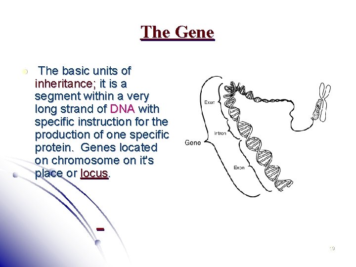 The Gene l The basic units of inheritance; it is a segment within a