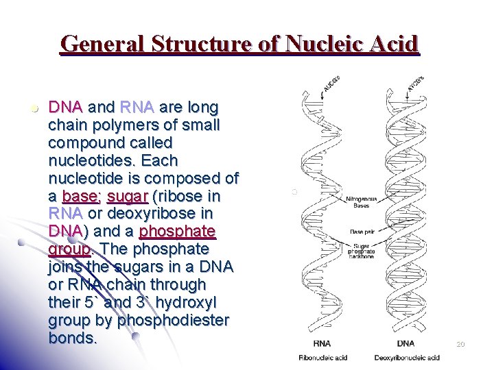General Structure of Nucleic Acid l DNA and RNA are long chain polymers of