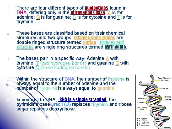 l There are four different types of nucleotides found in DNA, differing only in