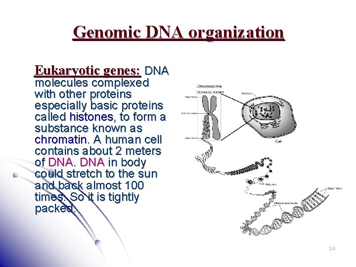 Genomic DNA organization Eukaryotic genes: DNA molecules complexed with other proteins especially basic proteins