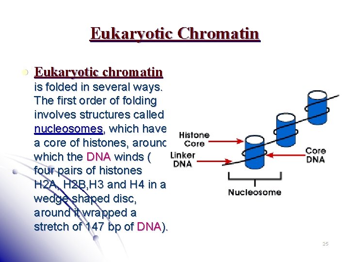 Eukaryotic Chromatin l Eukaryotic chromatin is folded in several ways. The first order of