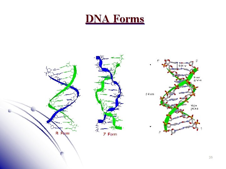 DNA Forms 26 