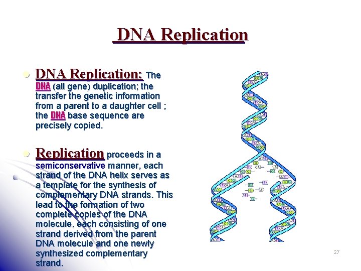 DNA Replication l DNA Replication: The l Replication proceeds in a DNA (all gene)