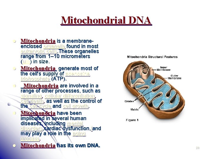 Mitochondrial DNA l l l Mitochondria is a membrane- enclosed organelle found in most