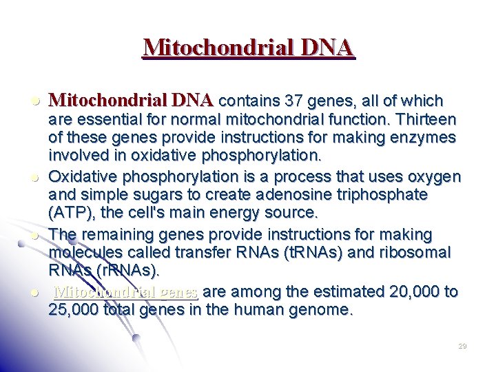 Mitochondrial DNA l l Mitochondrial DNA contains 37 genes, all of which are essential