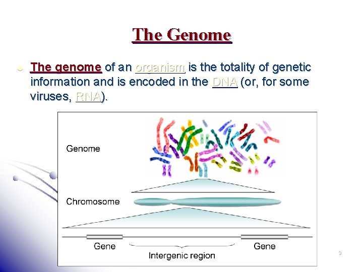 The Genome l The genome of an organism is the totality of genetic information