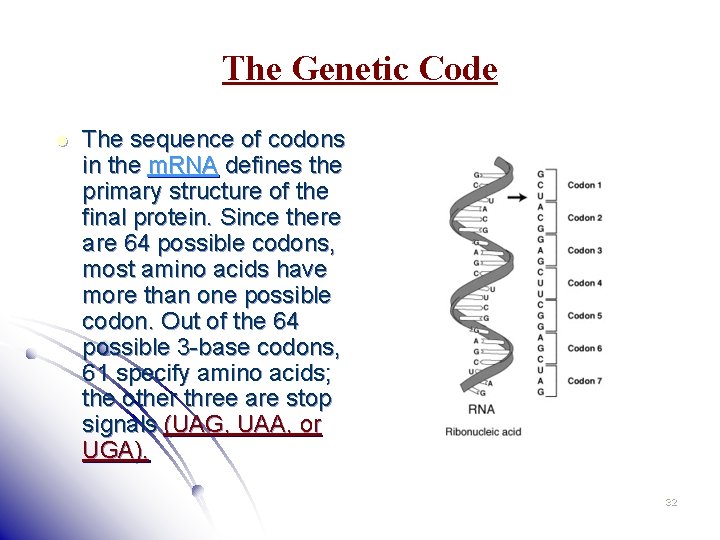 The Genetic Code l The sequence of codons in the m. RNA defines the