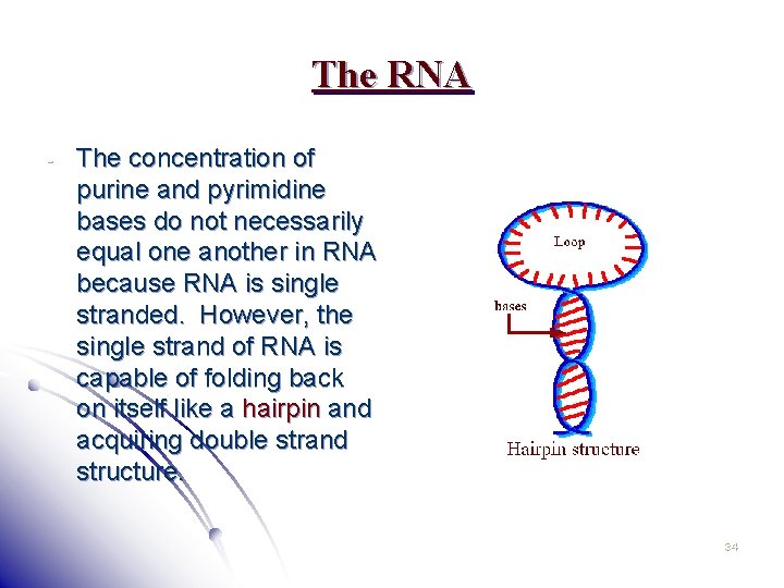 The RNA - The concentration of purine and pyrimidine bases do not necessarily equal