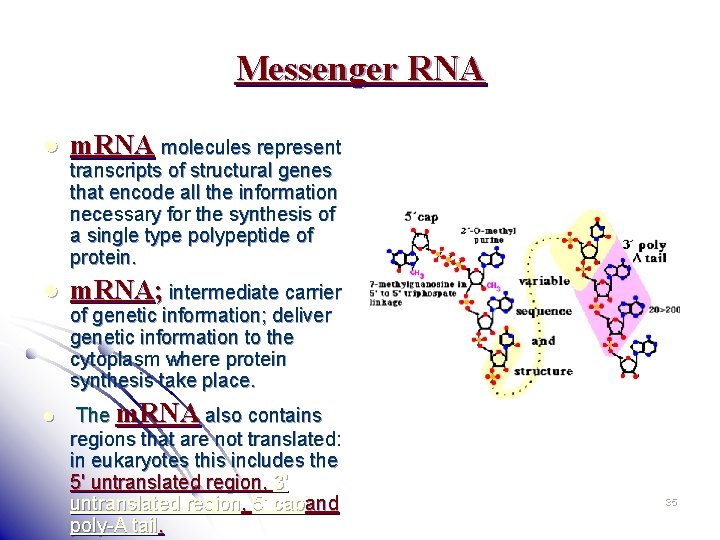 Messenger RNA l m. RNA molecules represent l m. RNA; intermediate carrier l transcripts