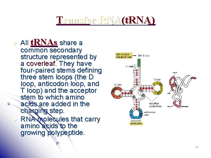 Transfer RNA(t. RNA) l l All t. RNAs share a common secondary structure represented