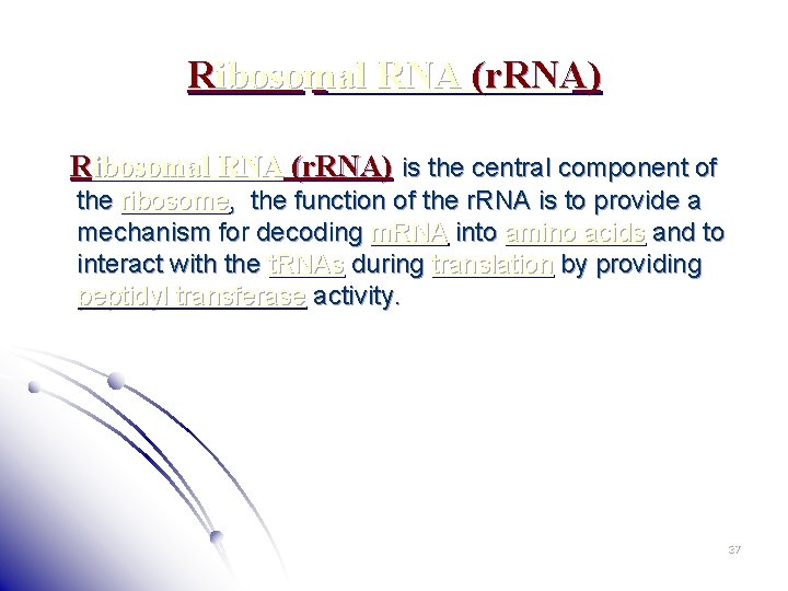 Ribosomal RNA (r. RNA) is the central component of the ribosome, the function of