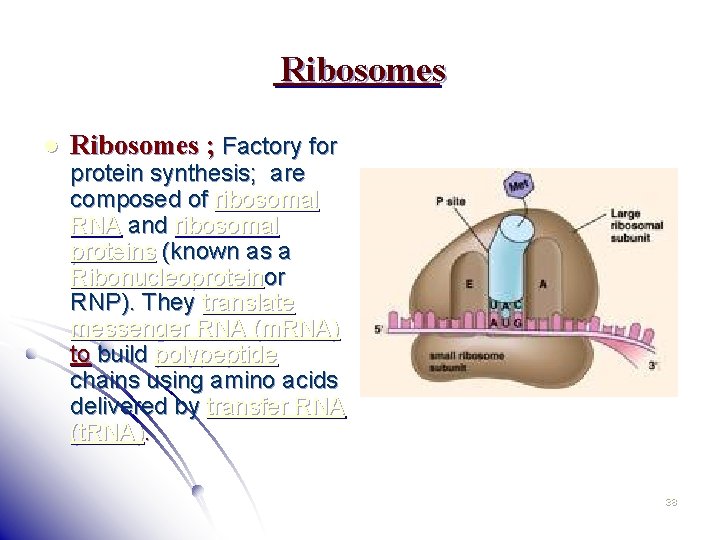 Ribosomes l Ribosomes ; Factory for protein synthesis; are composed of ribosomal RNA and