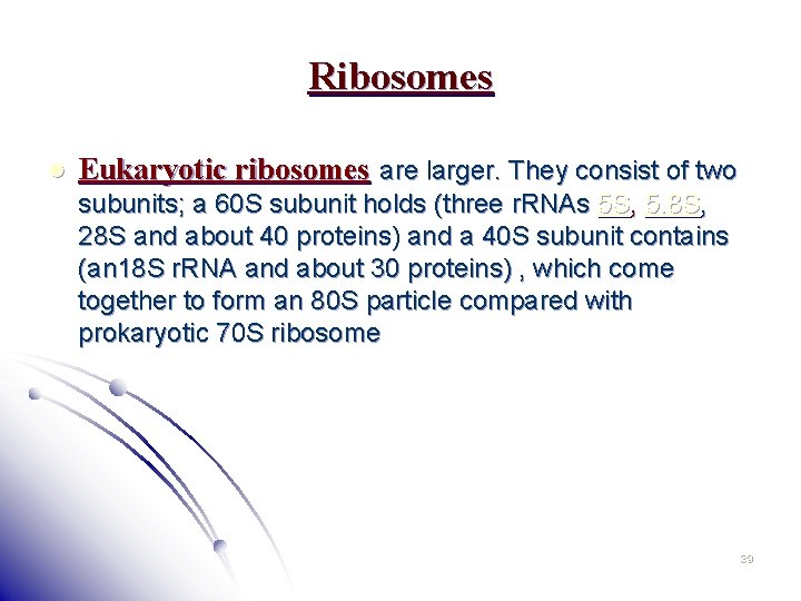 Ribosomes l Eukaryotic ribosomes are larger. They consist of two subunits; a 60 S