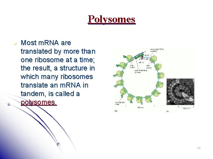 Polysomes l Most m. RNA are translated by more than one ribosome at a