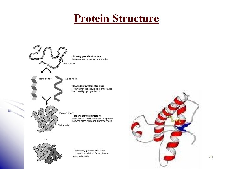 Protein Structure 43 