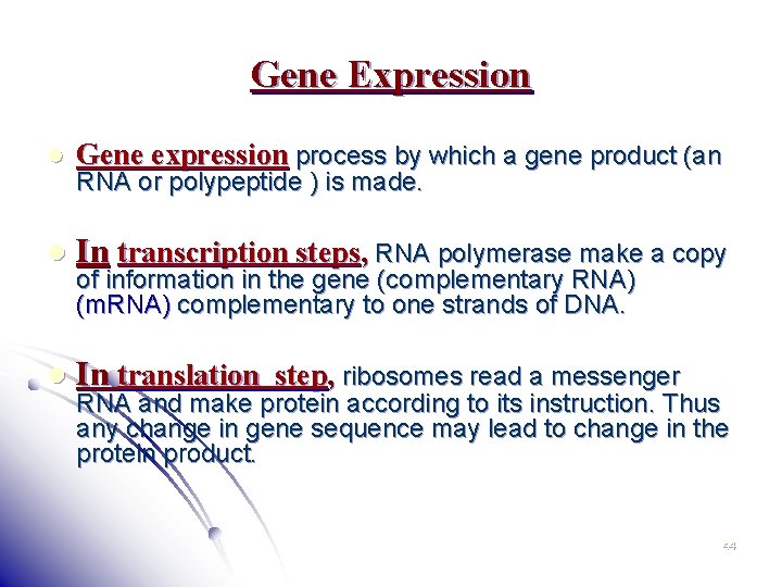 Gene Expression l Gene expression process by which a gene product (an l In