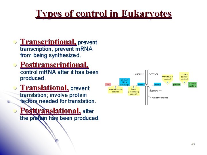 Types of control in Eukaryotes l Transcriptional, prevent l Posttranscriptional, l Translational, prevent l