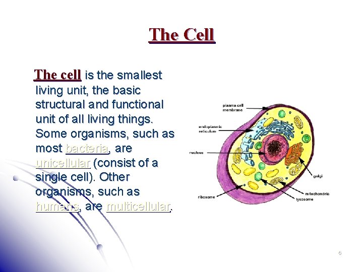 The Cell The cell is the smallest living unit, the basic structural and functional