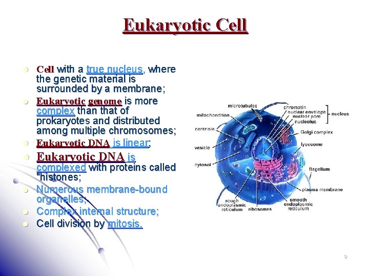 Eukaryotic Cell with a true nucleus, where the genetic material is surrounded by a