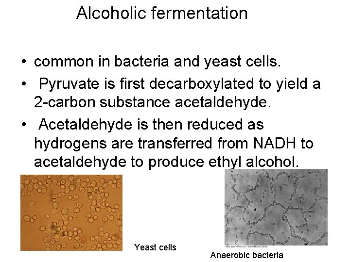 Alcoholic fermentation • common in bacteria and yeast cells. • Pyruvate is first decarboxylated