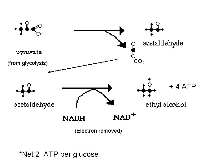 CO 2 (from glycolysis) + 4 ATP (Electron removed) *Net 2 ATP per glucose