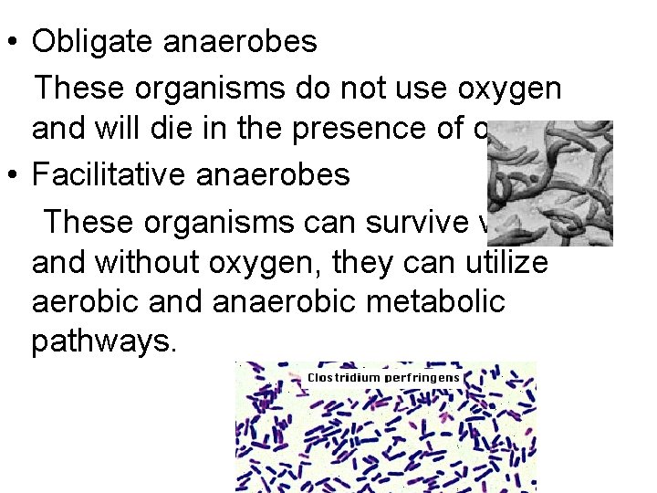  • Obligate anaerobes These organisms do not use oxygen and will die in