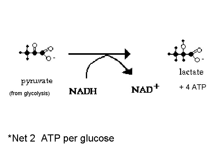 (from glycolysis) *Net 2 ATP per glucose + 4 ATP 