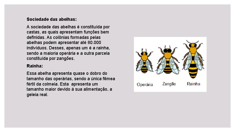 Sociedade das abelhas: A sociedade das abelhas é constituída por castas, as quais apresentam