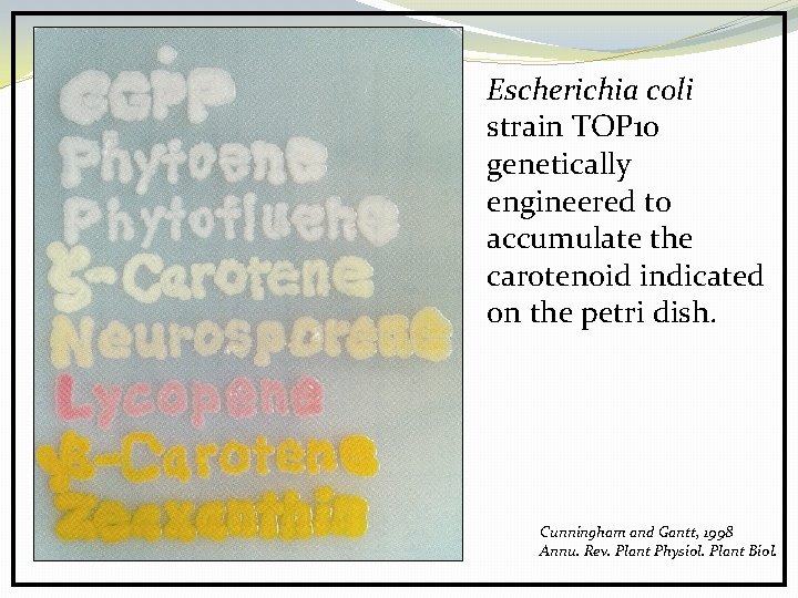 Escherichia coli strain TOP 10 genetically engineered to accumulate the carotenoid indicated on the