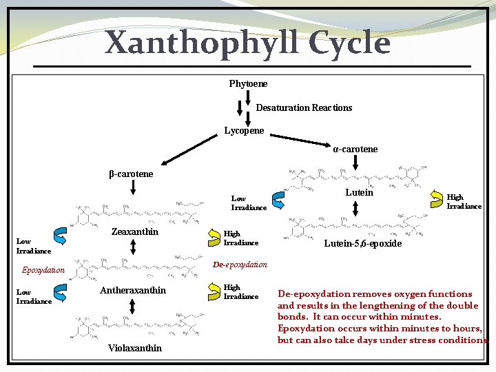 Xanthophyll Cycle Phytoene Desaturation Reactions Lycopene α-carotene β-carotene Low Irradiance Zeaxanthin Low Irradiance High