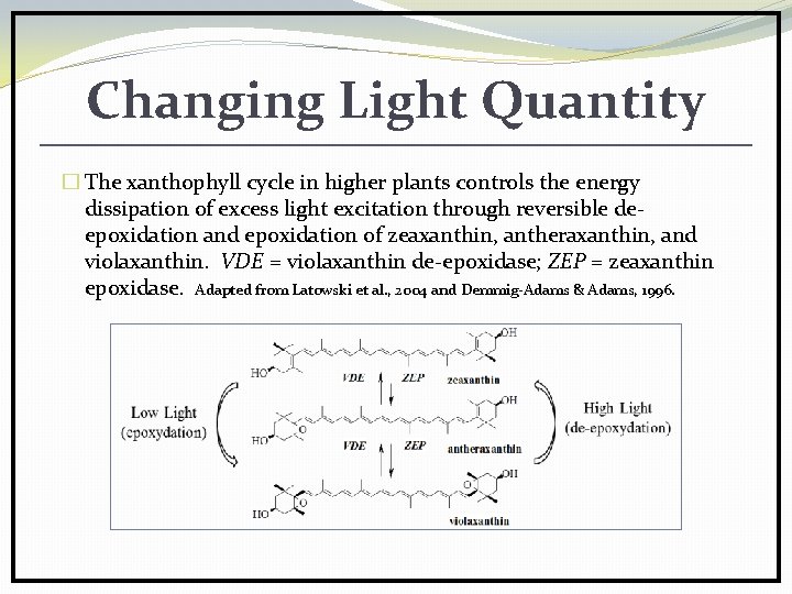 Changing Light Quantity � The xanthophyll cycle in higher plants controls the energy dissipation