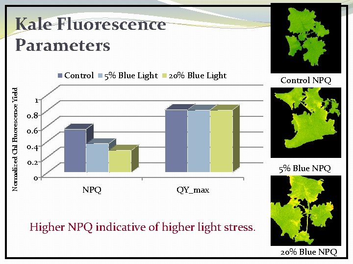 Kale Fluorescence Parameters Normalized Chl Fluorescence Yield Control 5% Blue Light 20% Blue Light