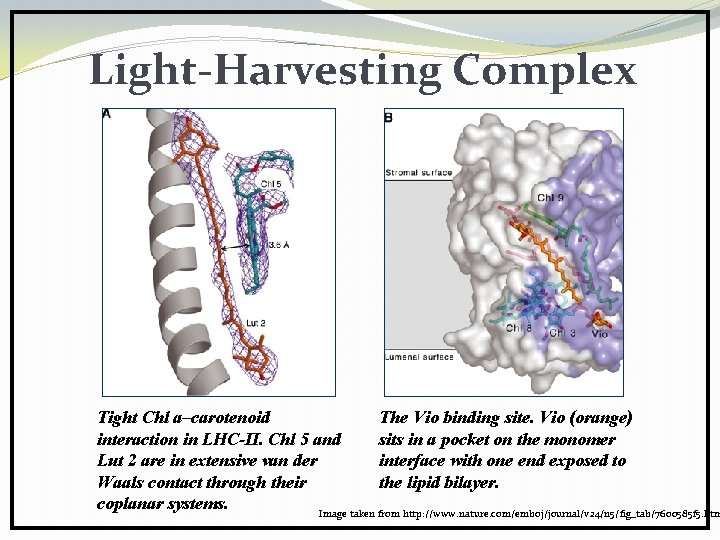 Light-Harvesting Complex Tight Chl a–carotenoid The Vio binding site. Vio (orange) interaction in LHC-II.