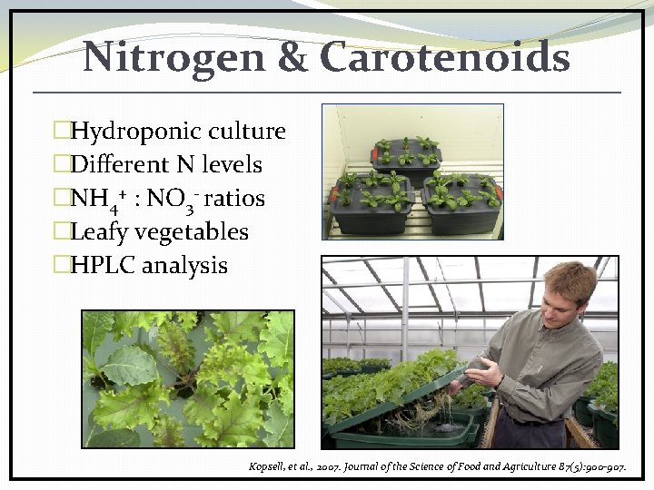 Nitrogen & Carotenoids �Hydroponic culture �Different N levels �NH 4+ : NO 3 -