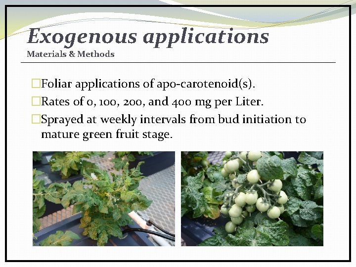 Exogenous applications Materials & Methods �Foliar applications of apo-carotenoid(s). �Rates of 0, 100, 200,
