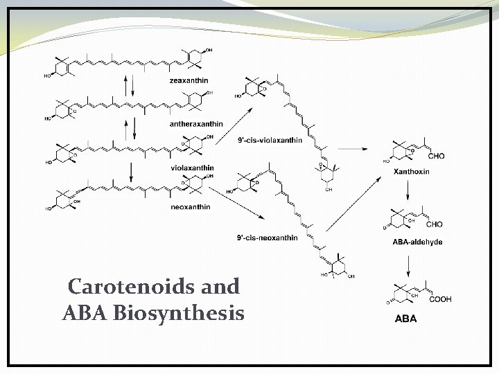 Carotenoids and ABA Biosynthesis 