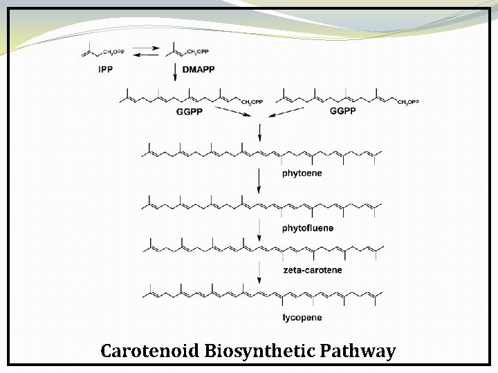 Carotenoid Biosynthetic Pathway 
