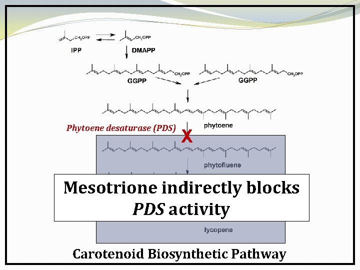Phytoene desaturase (PDS) X Mesotrione indirectly blocks PDS activity Carotenoid Biosynthetic Pathway 