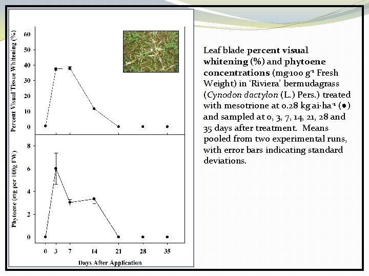 Leaf blade percent visual whitening (%) and phytoene concentrations (mg 100 g-1 Fresh Weight)