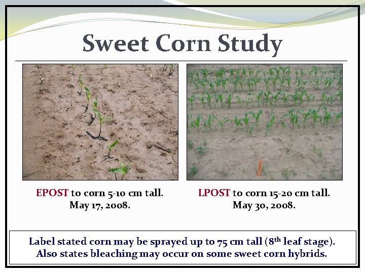 Sweet Corn Study EPOST to corn 5 -10 cm tall. May 17, 2008. LPOST