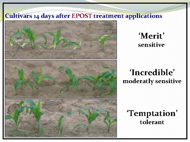 Cultivars 14 days after EPOST treatment applications ‘Merit’ sensitive ‘Incredible’ moderatly sensitive ‘Temptation’ tolerant