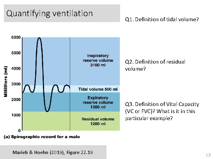 Quantifying ventilation Q 1. Definition of tidal volume? Q 2. Definition of residual volume?