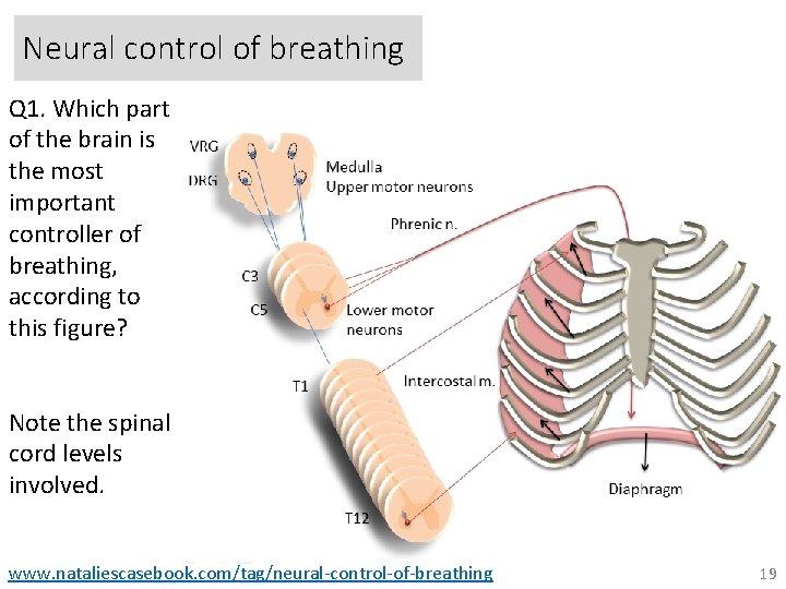 Neural control of breathing Q 1. Which part of the brain is the most